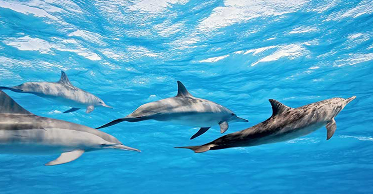 Delfines en Mirissa