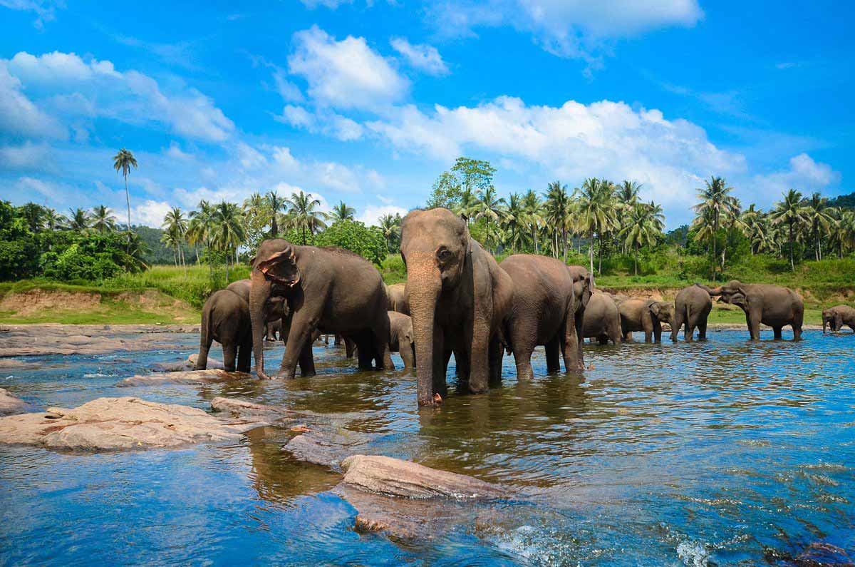 Baño de elefantes en el orfanato de Pinnawala