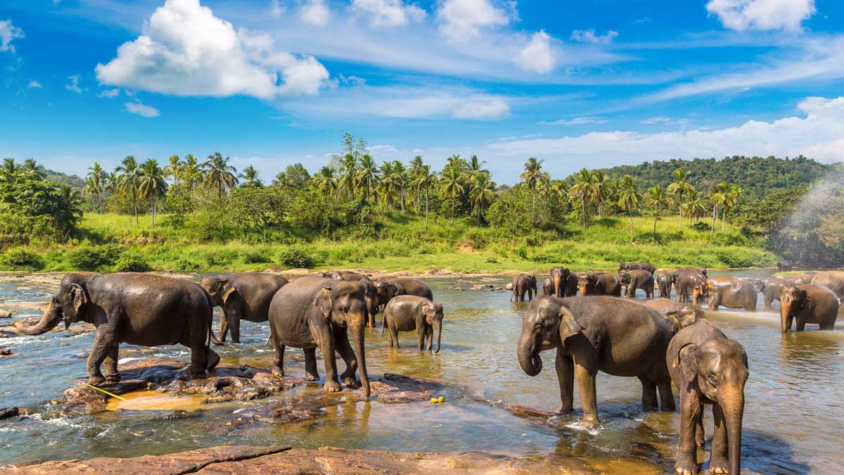 Orfanato de elefantes Pinnawala