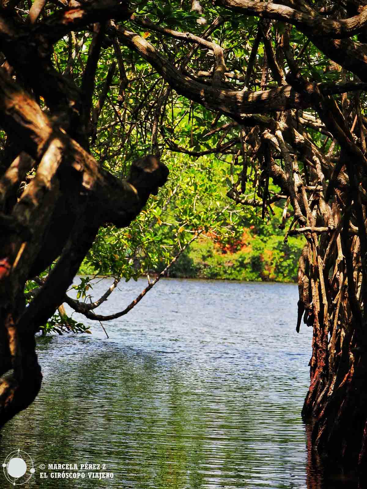 Manglares en el río Maddu Ganga